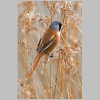 2020 3rd Bill Lester- bearded tit